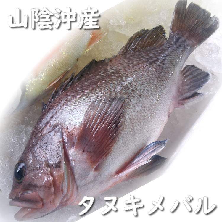 楽天市場】超高級魚 アコウ 1尾 約36-38cm （生冷凍・調理済み） 【浜坂産】(キジハタ、アカミズ、赤水) : 毎日漁港へ目利き一筋！かにの山米