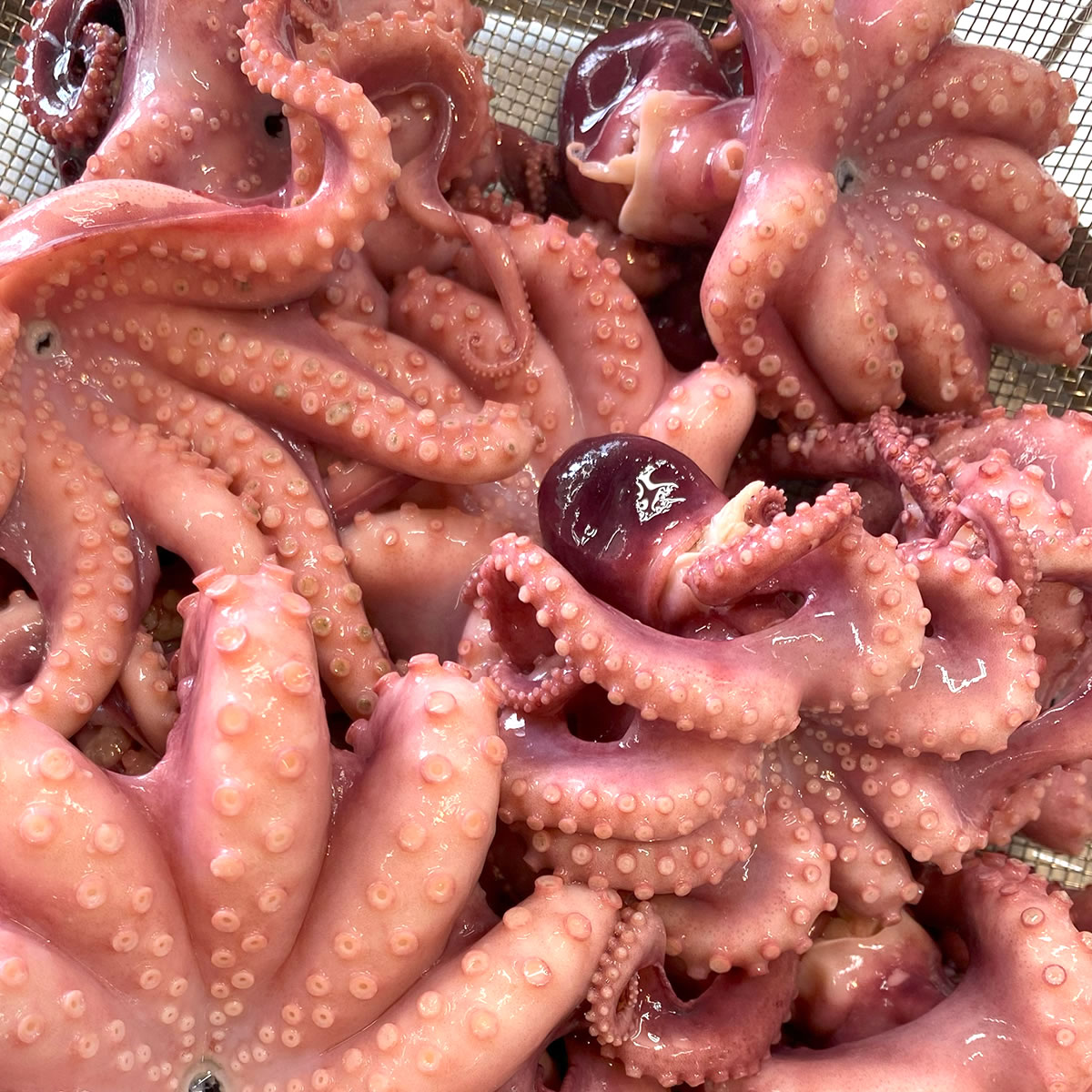 楽天市場】【鮮魚】輸入ボイルたこ〈ボイルタコ〉大1杯、1Kg