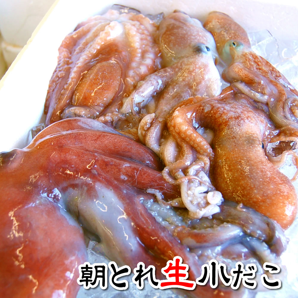 楽天市場】小だこ（生冷凍） 約500g入 ※大小混ざり 山陰沖 兵庫県産