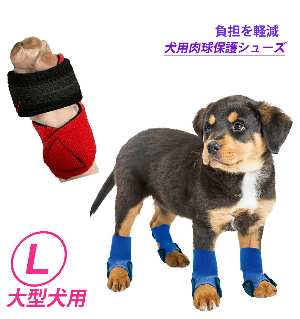 犬　靴 compass1649740737.jpg
