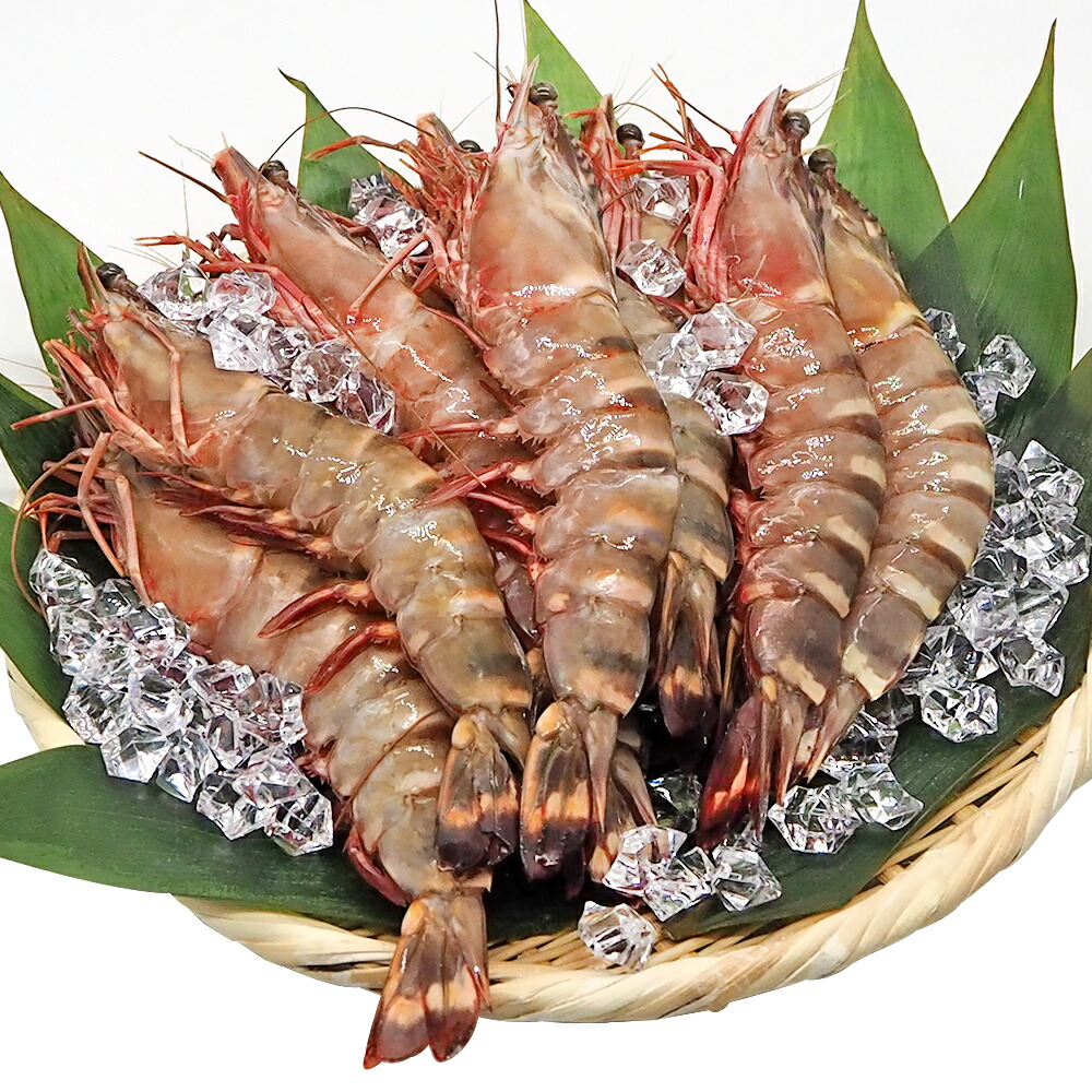天然海老の王様 バーベキュー用 特大有頭海老 シータイガー 1 3kg 冷凍 Megaサイズ10尾 Umu Ac Ug