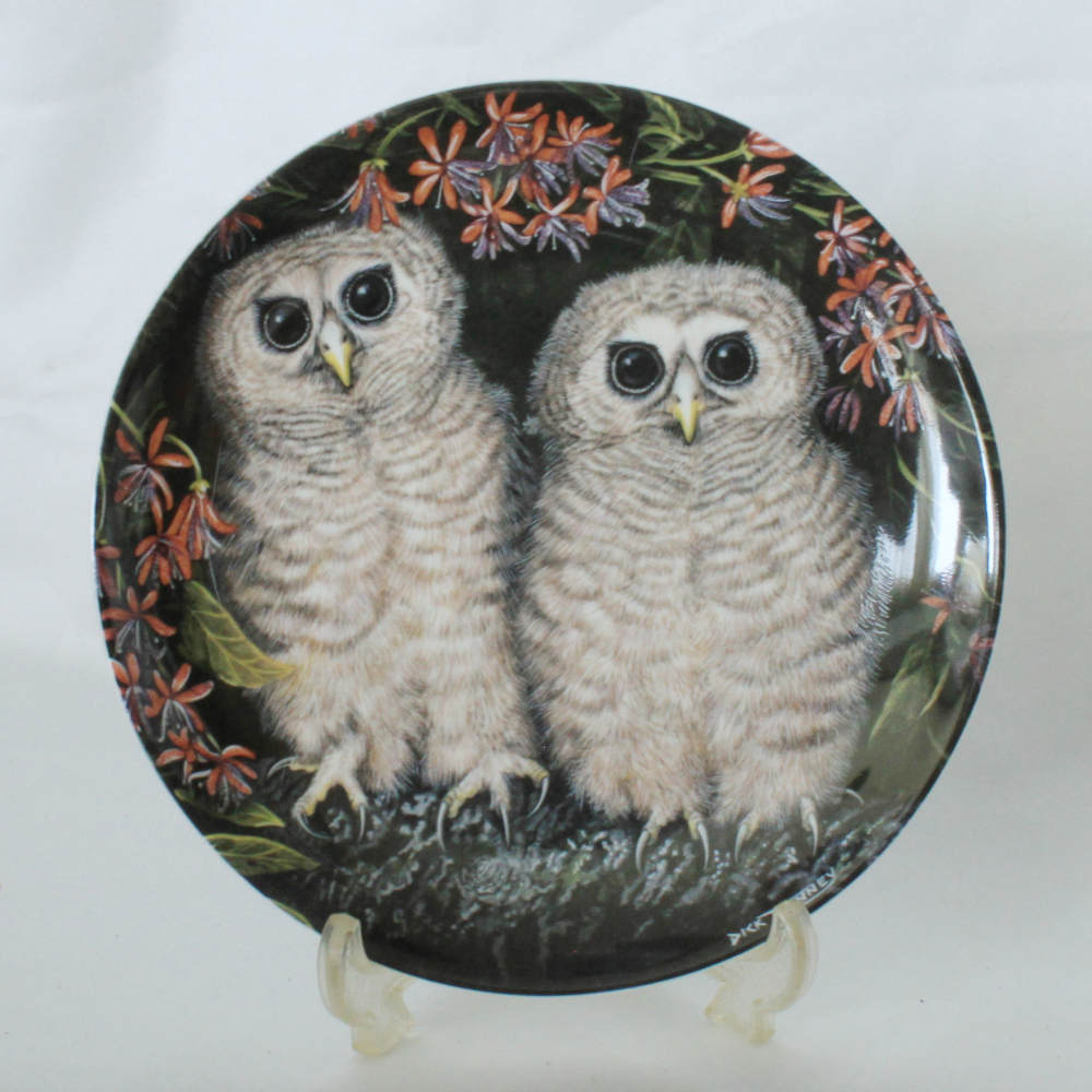 楽天市場】グレイト グレー アウル Great Grey Owl Chicks