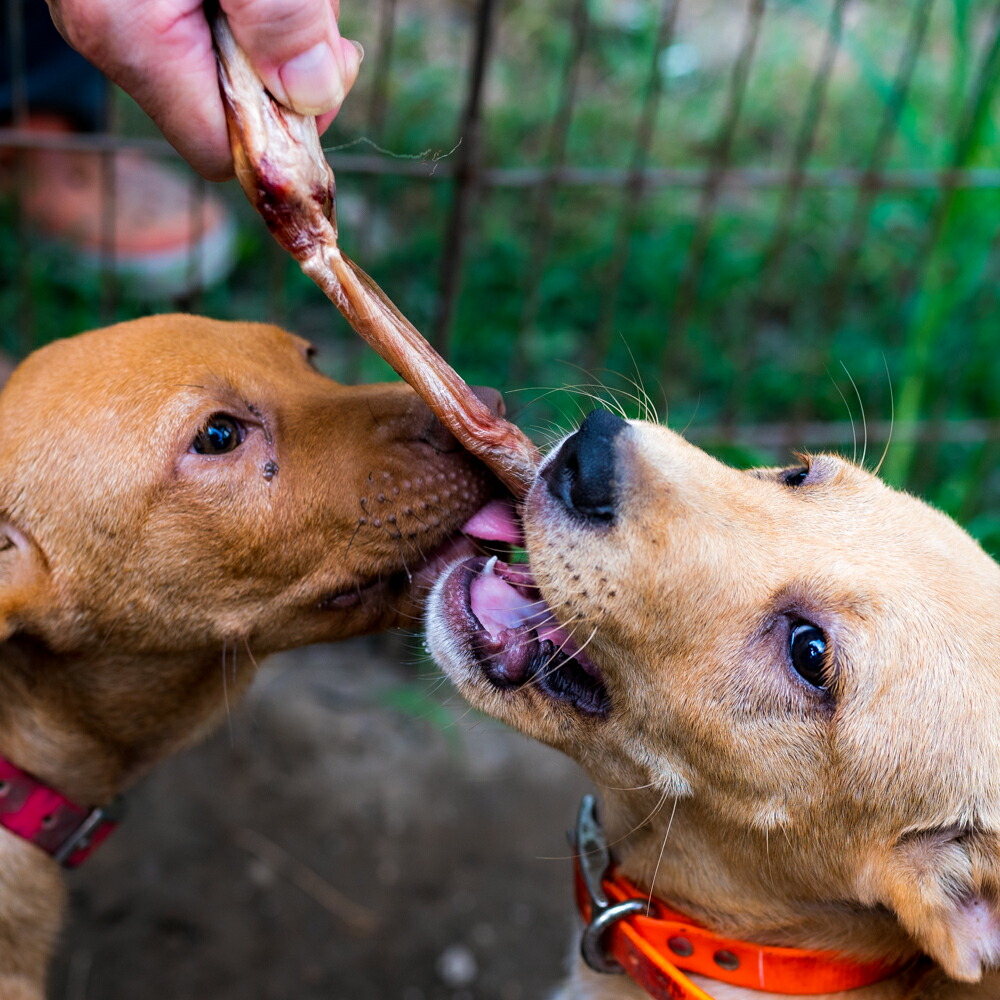 送料皆無料 喇叭回し者役割り 鹿 干し肉 400g 鹿肉 ジャーキー 小型犬 中型犬 無足し加える 400g 1包み物 ドッグボンネット ペットフード 犬 おやつ 国産 犬用おやつ全体 強剛 安らかさ 丈夫 自然に 低脂肪 額プロティン ヘルシー デンタル手当て 犬用おやつ 喰千切る