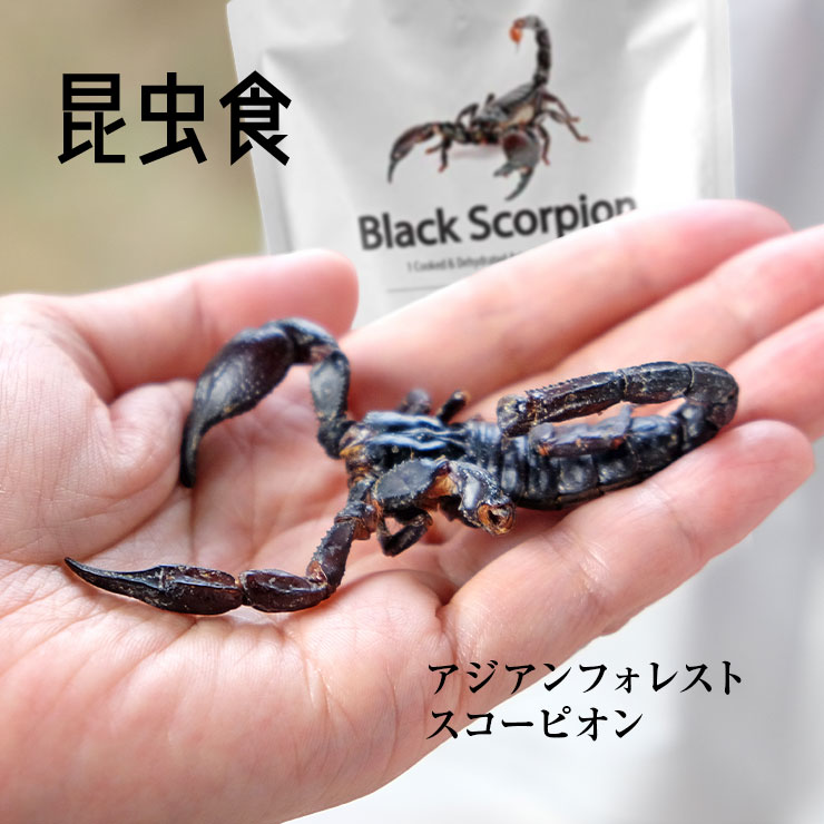 楽天市場 食用虫 虫 食べる虫 アジアンフォレストスコーピオン大 Black Scorpion サソリ さそり 蠍 6g タイ産 食用虫 昆虫食 食べる虫入門 おつまみ お菓子 珍味 パーティー 送料無料 Takeo 罰ゲーム グッズ ドッキリ イタズラ ゲテモノ イベント インスタ映え 常温