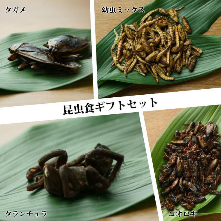 楽天市場 夏ギフト お中元 食用虫 虫 お歳暮 ギフト 送料無料 セット 冬ギフト 食品 食べ物 昆虫食 食べる虫 タランチュラ タガメ バッタチョコレート スーパーワーム幼虫チョコ タイ産 食用虫 食べる虫入門 おつまみ サプライズ 変わった 珍しい ドッキリ 食用蟲 常温