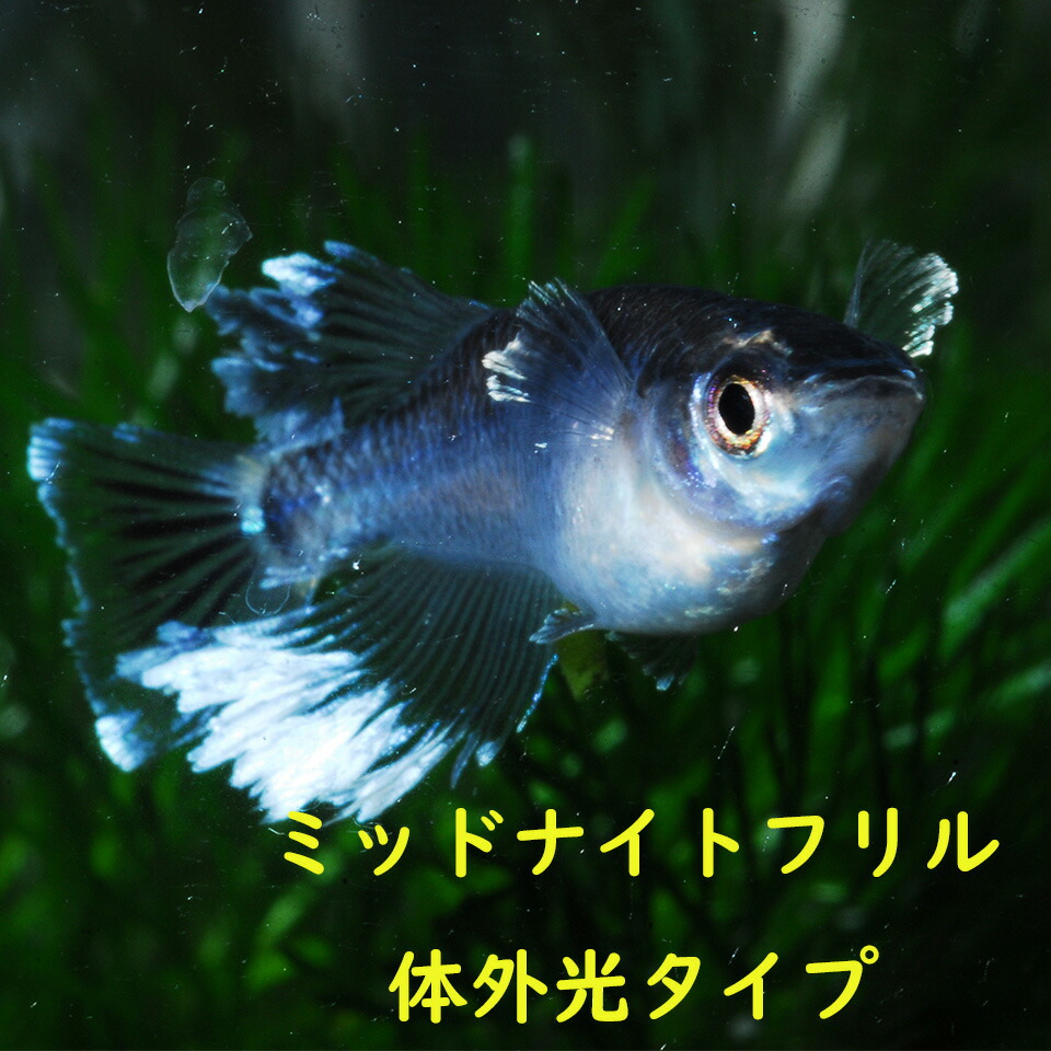メダカ めだか 真夜中フラウンス 体外光 稚魚 １０匹 褒めたたえる魚 組みかえるメダカ 淡水魚 変種組みかえるメダカ 海洋博物館 medaka 毛の荒物 好いたらしい 好いたらしい メダカ売りわたす