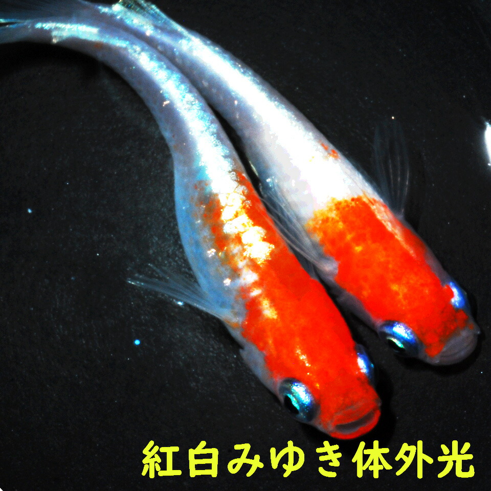 メダカ めだか 紅白みゆき体外光 稚魚10匹 褒めたたえる魚 組みかえるメダカ 淡水魚 変種組みかえるメダカ 海洋博物館 medaka 毛の荒物 好いたらしい 好いたらしい メダカ売りわたす