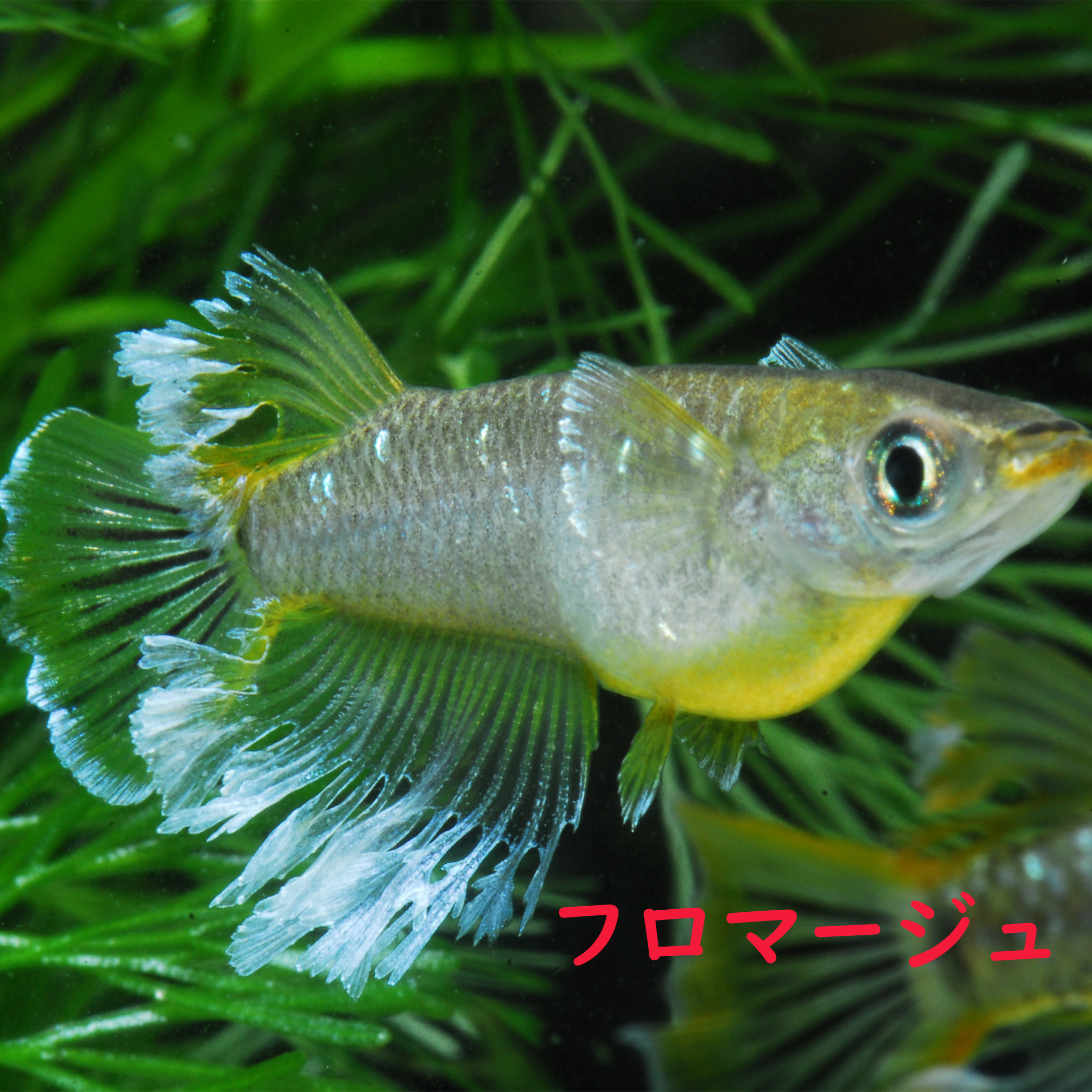 メダカ めだか 乾酪  褒めたたえる魚 組みかえるメダカ 淡水魚 変種組みかえるメダカ 海洋博物館 medaka 毛の荒物 好いたらしい 好いたらしい メダカ売りわたす