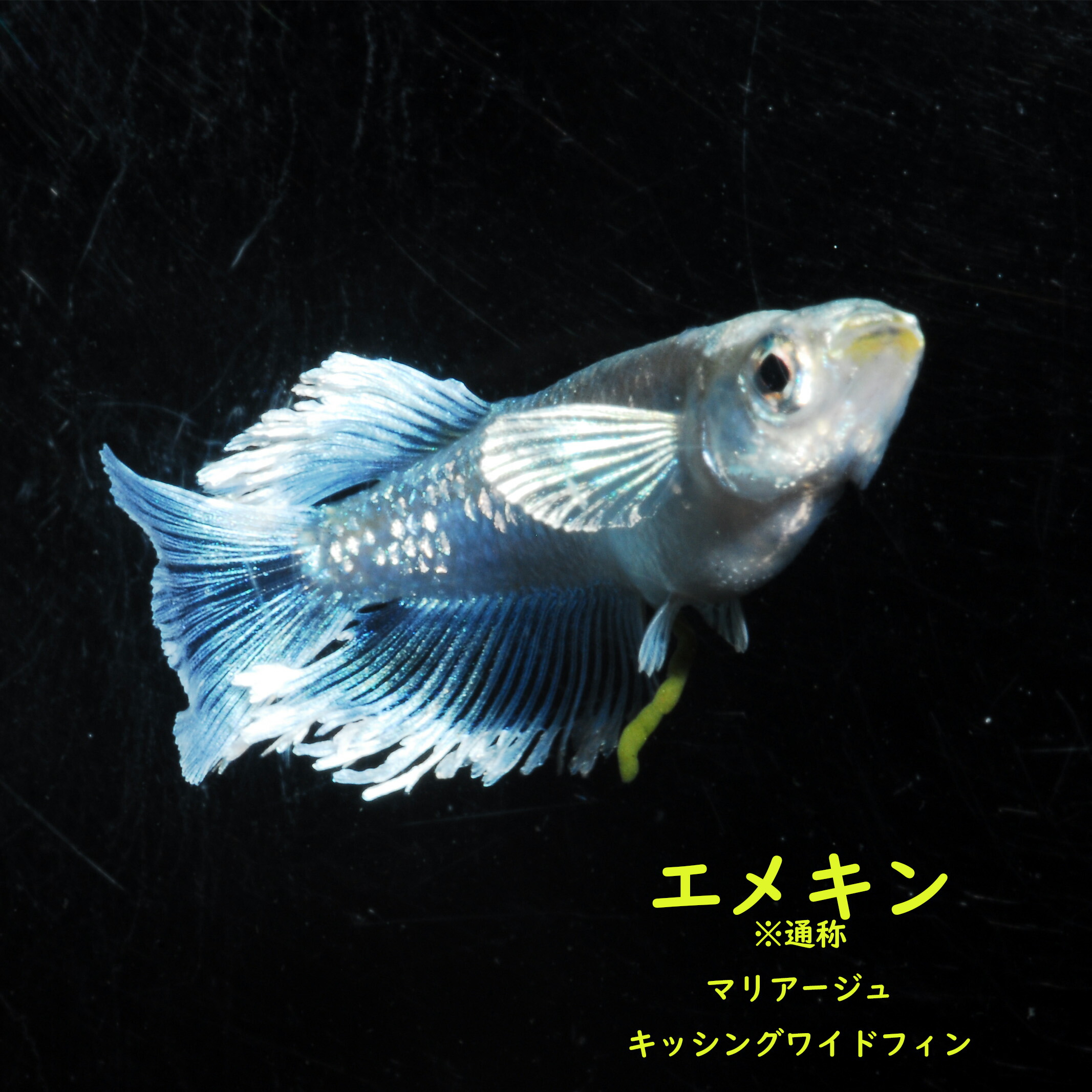 楽天市場】メダカ めだか マリアージュキッシングワイドフィンエメラルドフィンタイプ エメキン 観賞魚 改良メダカ 淡水魚 品種改良メダカ アクアリウム  medaka 生体 綺麗 きれい メダカ販売 : 紀州メダカ