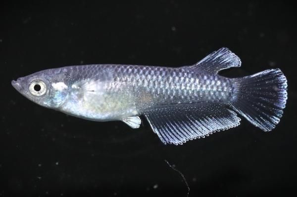 引取限定　プラチナオセラリス　プラチナストーム　ペア　海水魚　クマノミ 楽天市場】クマノミ プラチナストームオセラリス ブリード kf000410