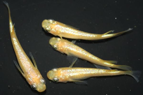 【めだかの館】 菜花NEO 【現物】　オス2匹メス2匹　サイズM～L　EL1107｜めだかの館 店