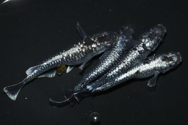 【めだかの館】 ブラックダイヤカガミ鱗&times;龍鱗F2 【現物】　オス2匹メス2匹　サイズM　EL1507｜めだかの館 店