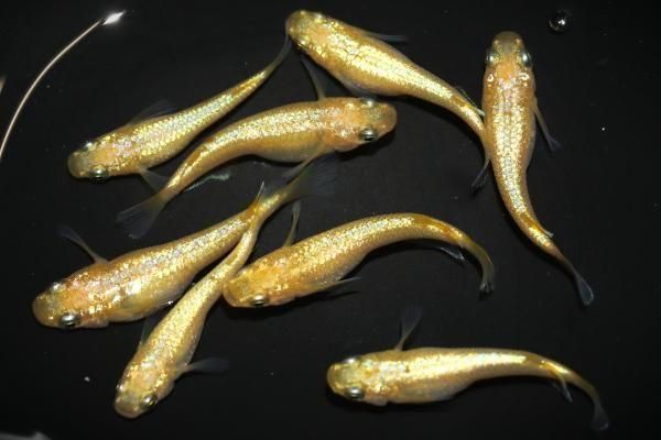 菜花NEO 【セット】 オス1匹メス1匹 サイズM～L PEA05-01｜めだかの館 店