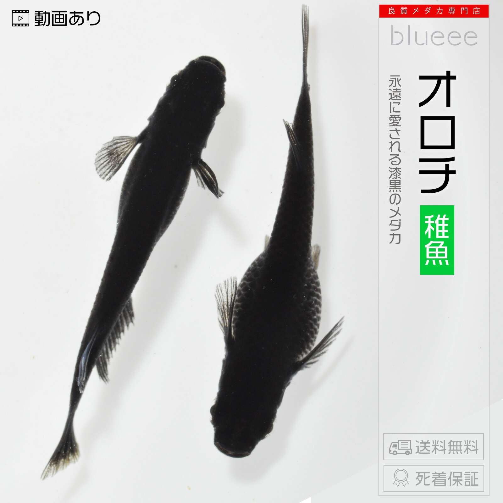 楽天市場】[+1]ペアおまけ中 黒幹之（くろみゆき） 成魚 ペア めだか