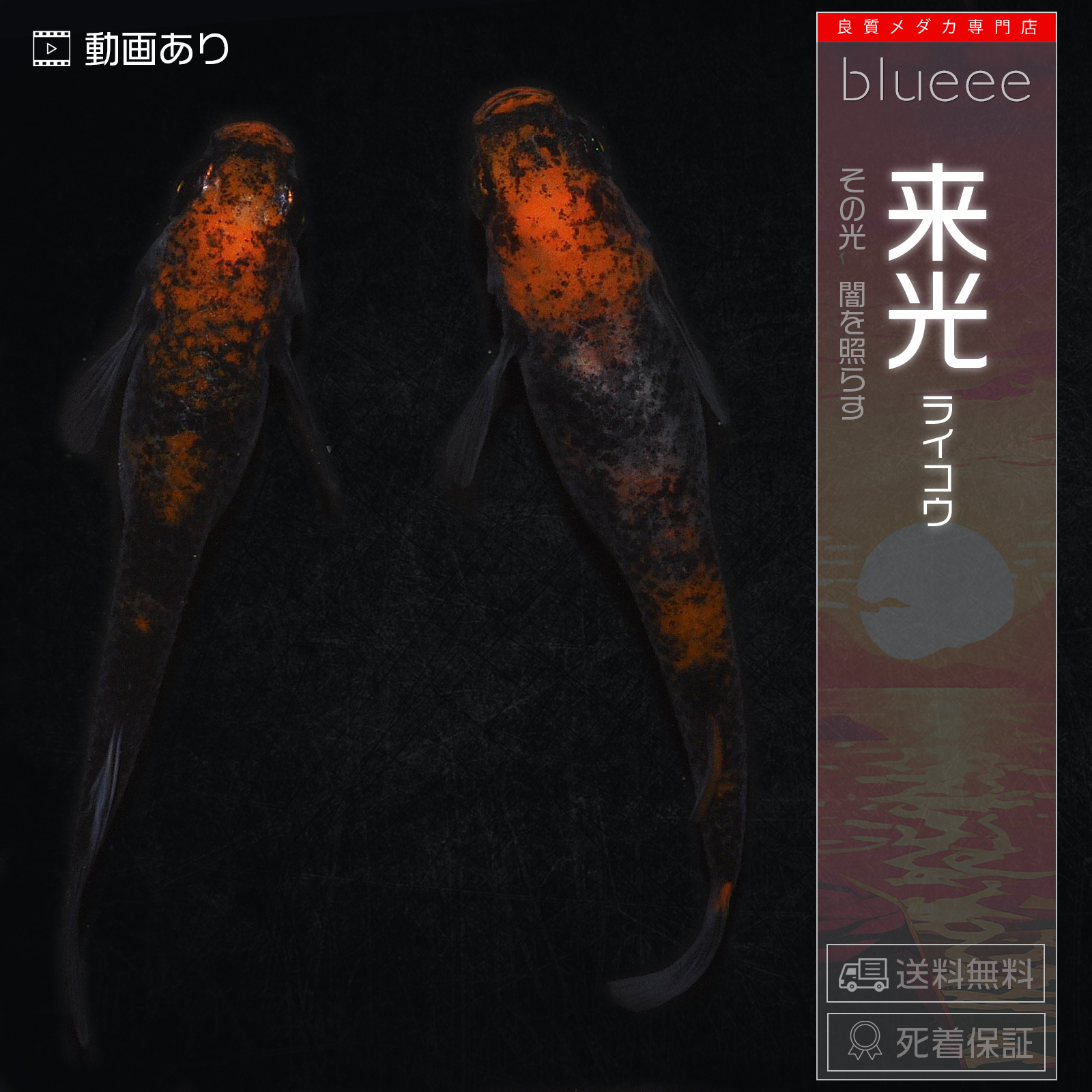 【夢中メダカ】極上【黄色三色体外光】2ペア＋1 種親クラス 灯錦めだかの通販