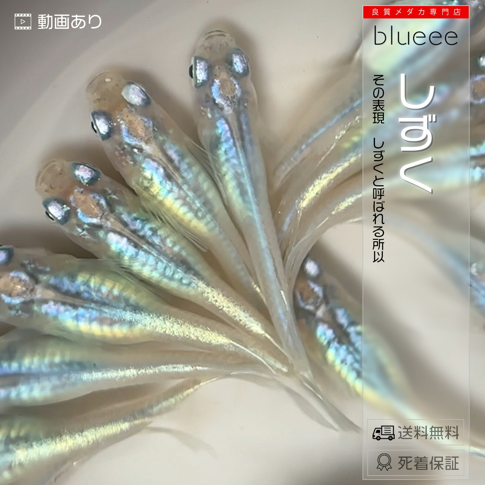 高級メダカ12品種:各2ペア＋αセット※成約済