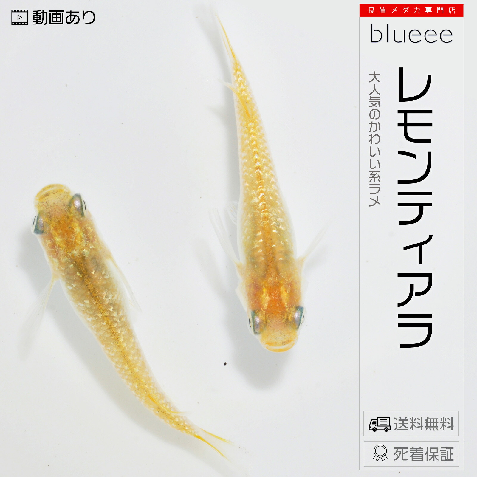 かわいい 黄色ラメメダカ レモンティアラ 成魚 ペア めだか ペアセット セット 販売 送料無料 改良 めだか 黄 可愛い 種類 ビオトープ 鉢 餌 高級 生体 死着保証 水槽 小型水槽 ソイル カルキ抜き ライト 淡水魚 観賞魚 品種 室内