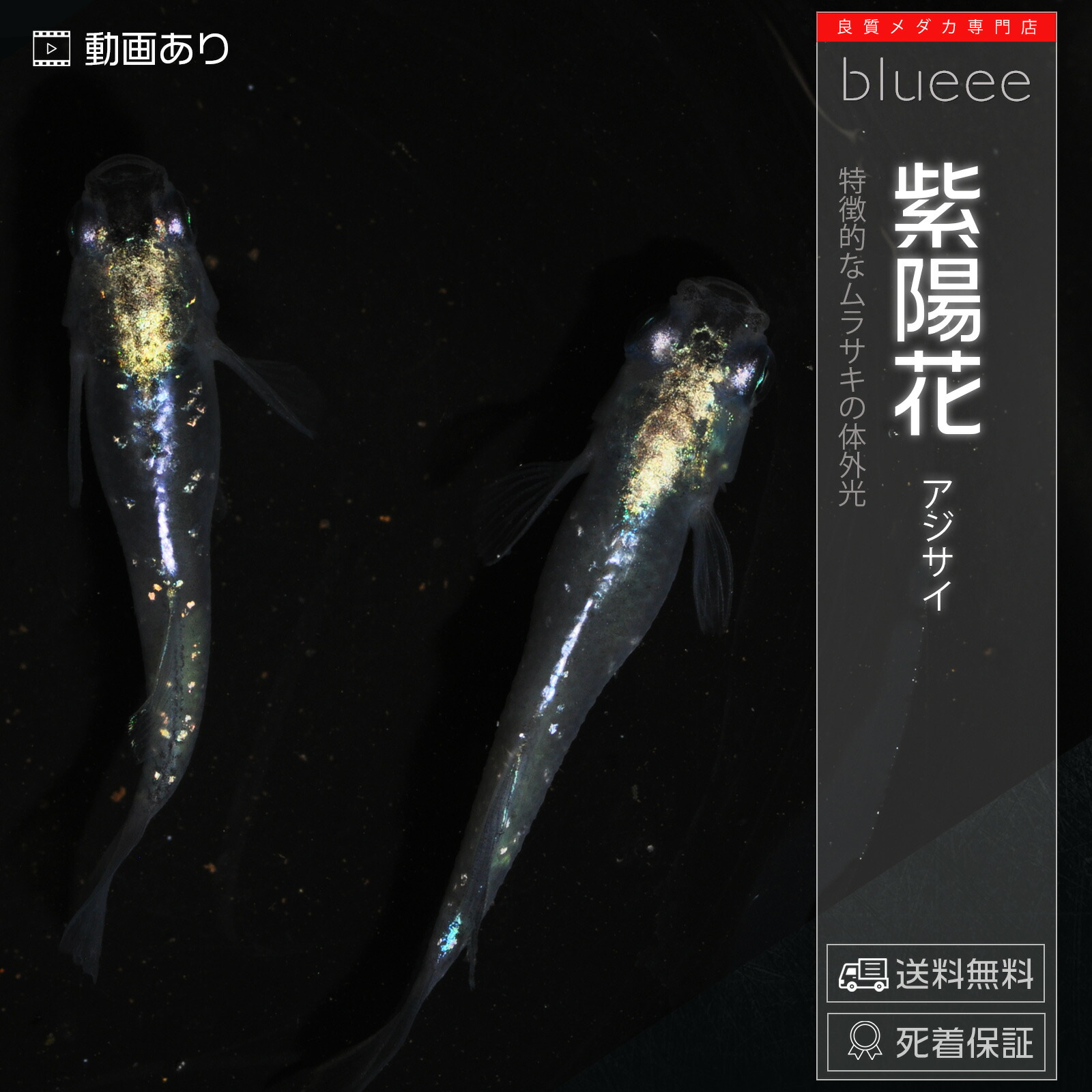 一般受けNo2 紫メダカ  アジサイ 成魚 有りの実 めだか 有りの実書き割り 書き割り 売りわたす 貨物輸送無料 組みかえる めだか ムラサキ 紫 紫色  愛くるしい 好いたらしい ビオトープ 鉢 餌 御前上等 毛の荒物 死着引きうける 海洋博物館 小型海洋博物館 ソイル カルキ抜き 点火装置 淡水魚 褒めたたえる魚 変種 室内