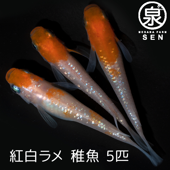 P2倍 紅白ラメ 稚魚 5匹 送料無料 卵 水槽 メダカ生体 めだか生体 めだか