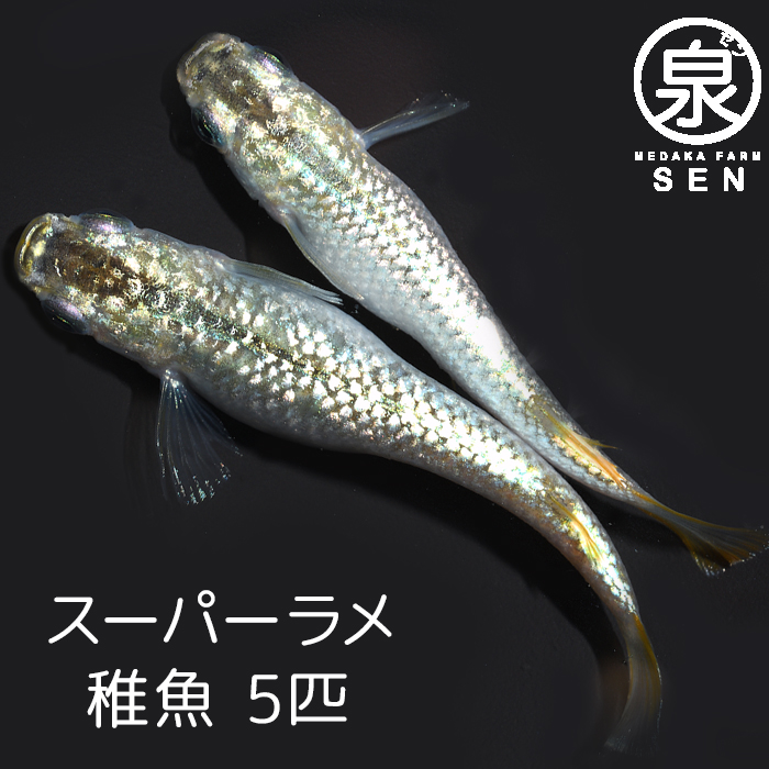 国産】 高級エサをプレゼント中 P5倍 メダカ 緋牡丹 稚魚 10匹 送料無料 卵 水槽 メダカ生体 めだか生体 めだか 生体 ラメ 販売 観賞魚  初心者 品種 種類 セット 人気 ビオトープ 水草 えさ 容器 ラメメダカ fucoa.cl