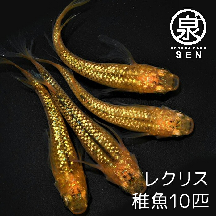 大量入荷 メダカ 生体 忘却の翼 稚魚 10匹 送料無料 E めだか めだか生体 メダカ生体 種類 水槽 卵 水草 人気 飼育 容器 Shipsctc Org