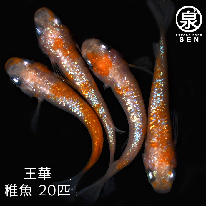 P5倍 王華 稚魚 匹送料無料 卵 水槽 メダカ生体 めだか生体 めだか