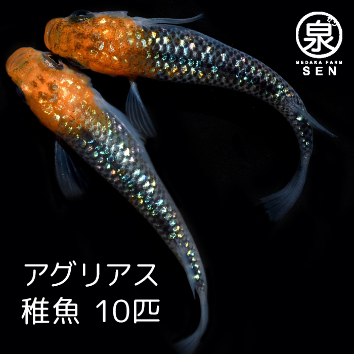 Wake Ari Shouhin おまけ2匹付 高級エサをプレゼント中 楽天p5倍 メダカ アグリアス 稚魚 10匹 送料無料 卵 水槽 メダカ生体 めだか生体 めだか メダカ 生体 ラメ 販売 観賞魚 初心者 品種 種類 セット 人気 ビオトープ 水草 えさ 容器 ラメメダカ 非常に良い Css Edu Om