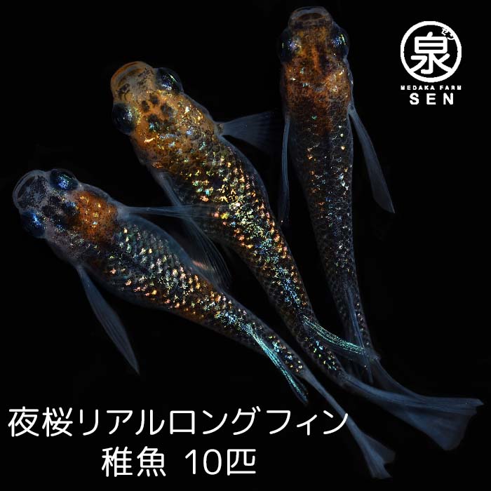 メダカ 生体 華翼 水草 飼育 容器 メダカ生体 卵 めだか 種類 稚魚 水槽 はなつばさ 送料無料 S 人気 めだか生体 20匹