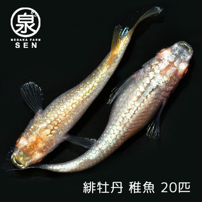 同梱不可 高級エサをプレゼント中 P5倍 メダカ 緋牡丹 稚魚 匹 送料無料 卵 水槽 メダカ生体 めだか生体 めだか 生体 ラメ 販売 観賞魚 初心者 品種 種類 セット 人気 ビオトープ 水草 えさ 容器 ラメメダカ Fucoa Cl