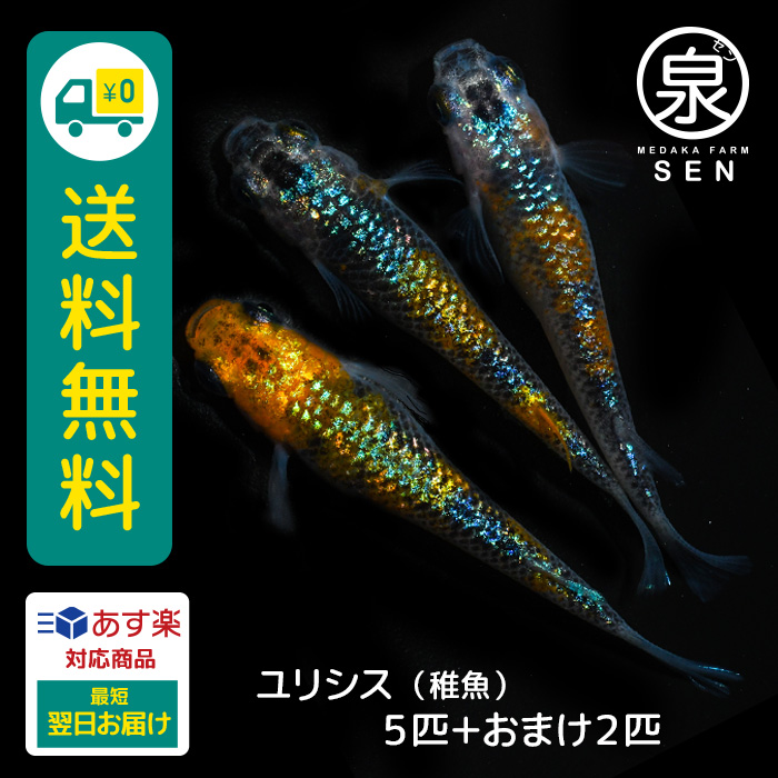 楽天市場】忘却の翼 稚魚 5匹 +おまけ補償2匹 送料無料 卵 水槽 メダカ生体 めだか生体 めだか メダカ 生体 ラメ 販売 観賞魚 販売生体 品種  種類 セット 人気 水草 メダカ卵 容器 : メダカファーム泉