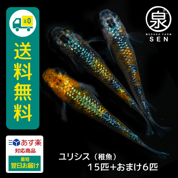 楽天市場】ユリシス 稚魚 10匹 +おまけ補償4匹 送料無料 卵 水槽 メダカ生体 めだか生体 めだか 生体 ラメ 販売 観賞魚 販売生体 品種 種類  セット 人気 水草 : メダカファーム泉