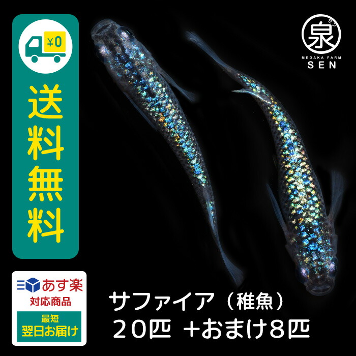 【楽天市場】サファイア 稚魚 5匹 +おまけ補償2匹 送料無料 めだか メダカ生体 めだか生体 めだか メダカ ラメ 光る 販売生体 人気 観賞魚 卵  水槽 人気 : メダカファーム泉