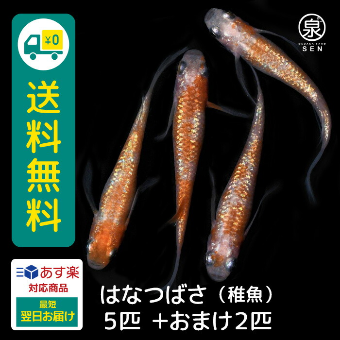 楽天市場】楽天P5倍 【おまけ2匹付】高級エサをプレゼント中 サファイア 成魚 ランダム 10匹 送料無料 卵 水槽 メダカ生体 めだか生体 めだか  メダカ 生体 ラメ 販売 観賞魚 サファイア 青ラメ 初心者 品種 種類 セット 人気 ビオトープ 水草 えさ 容器 ラメメダカ ...