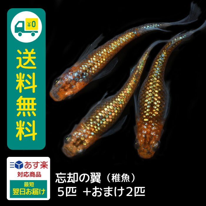 【楽天市場】忘却の翼 稚魚 15匹 +おまけ補償6匹 送料無料 卵 水槽 メダカ生体 めだか生体 めだか メダカ 生体 ラメ 販売 メダカ女子  販売生体 品種 種類 セット 自然 品種改良 改良品種 改良メダカ 人気 水草 メダカ卵 容器 : メダカファーム泉