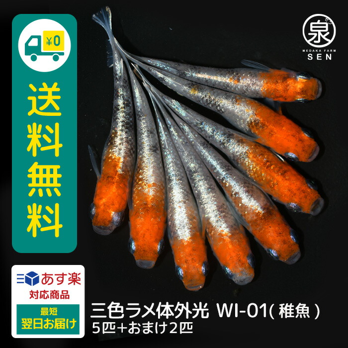 楽天市場】ユリシス 稚魚 20匹 +おまけ補償8匹 送料無料 めだか メダカ 生体 ラメ 販売 観賞魚 販売生体 品種 種類 セット 人気 水草 :  メダカファーム泉