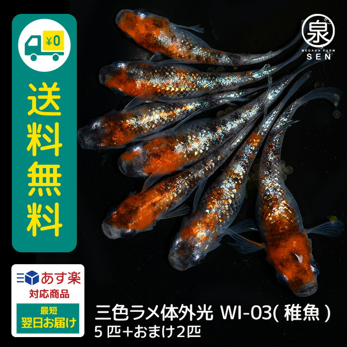 楽天市場】三色ラメ体外光（WI-03） 稚魚 20匹+おまけ補償8匹 送料無料 卵 水槽 メダカ生体 めだか生体 めだか メダカ 生体 ラメ 販売  観賞魚 販売生体 品種 種類 セット 人気 水草 メダカ卵 容器 : メダカファーム泉