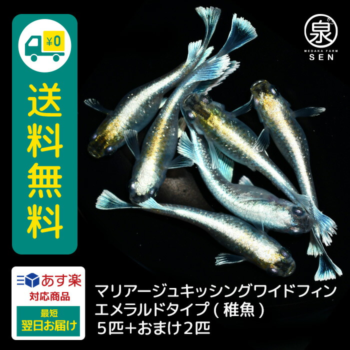 楽天市場】ユリシス 稚魚 20匹 +おまけ補償8匹 送料無料 めだか メダカ 生体 ラメ 販売 観賞魚 販売生体 品種 種類 セット 人気 水草 :  メダカファーム泉