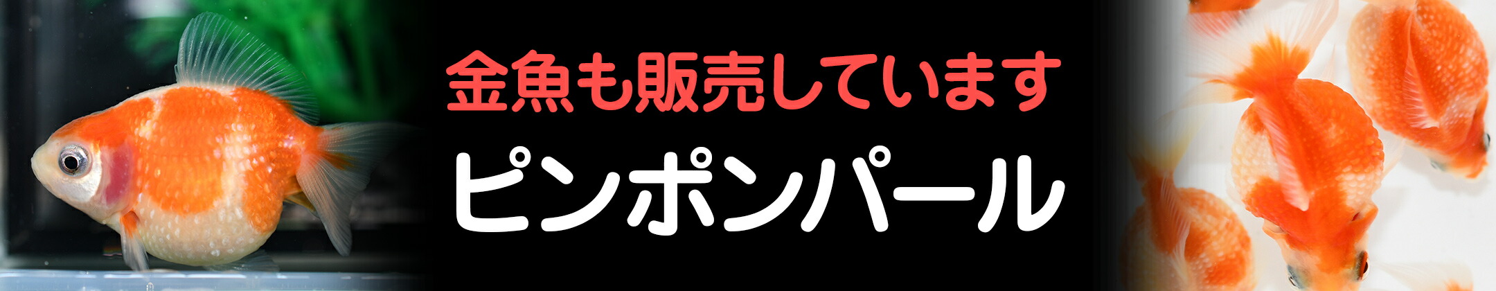 楽天市場】墨武 ボブ 若魚 雄雌ペア 送料無料 メダカ めだか 黒百式