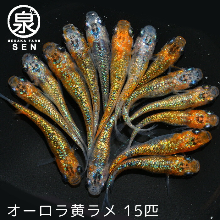 高級エサをプレゼント中 P2倍 オーロラ黄ラメ 成魚 15匹 送料無料 卵 水槽 メダカ生体 めだか生体 めだか メダカ 生体 ラメ 販売 観賞魚  初心者 品種 種類 セット 人気 ビオトープ 水草 えさ 容器 ラメメダカ 【返品送料無料】