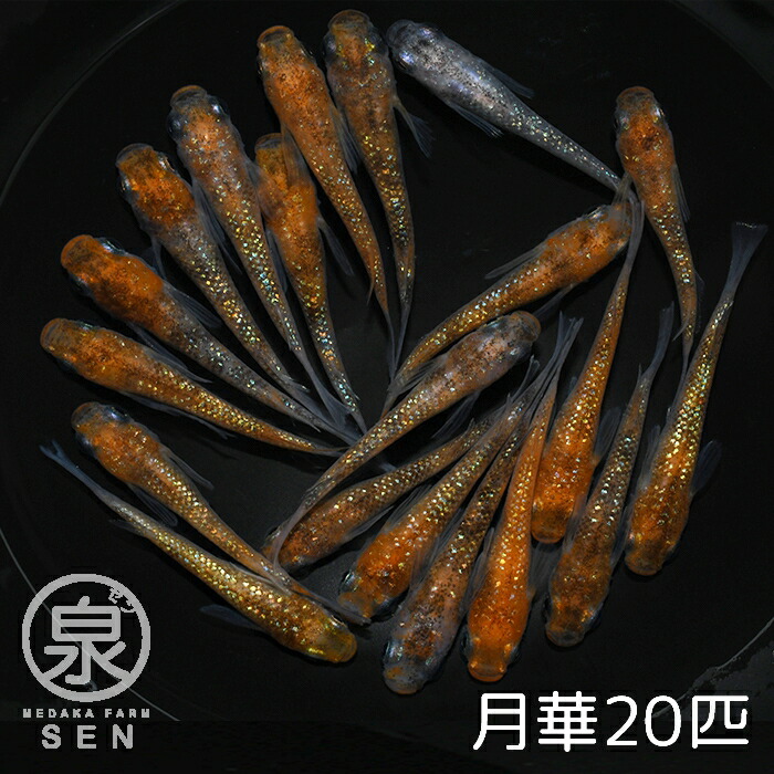 P5倍高級エサをプレゼント中 月華 成魚 水草 ラメメダカ 水槽 卵 めだか生体 ラメ セット ビオトープ 容器 初心者 人気 品種 生体 メダカ 20 匹送料無料 観賞魚 えさ メダカ生体 めだか 種類 販売