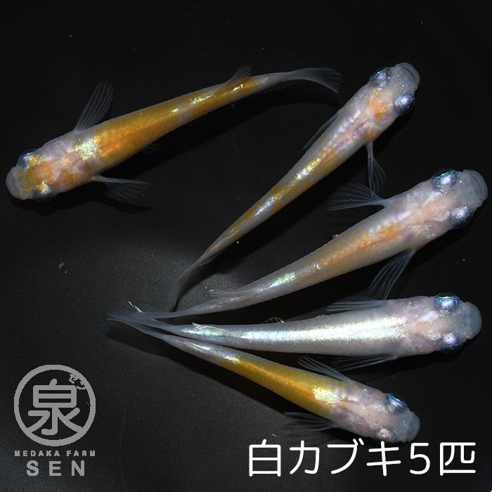 特価 メダカ 生体 紅白ラメ 成魚 1ペア 送料無料 E めだか めだか生体 メダカ生体 種類 水槽 卵 水草 人気 飼育 容器 Shipsctc Org