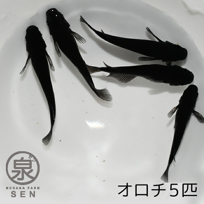 激安】 高級エサをプレゼント中 P5倍 メダカ 紅灯 成魚 15匹 送料無料 卵 水槽 メダカ生体 めだか生体 めだか 生体 ラメ 販売 観賞魚  初心者 品種 種類 セット 人気 ビオトープ 水草 えさ 容器 ラメメダカ fucoa.cl