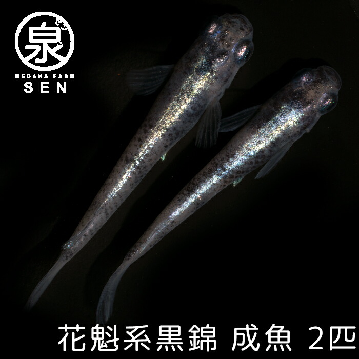 楽天市場 楽天p2倍 花魁系黒錦 成魚 3匹 送料無料 卵 水槽 メダカ生体 めだか生体 めだか メダカ 生体 ラメ 販売 観賞魚 初心者 品種 種類 セット 人気 ビオトープ 水草 えさ 容器 ラメメダカ メダカファーム泉