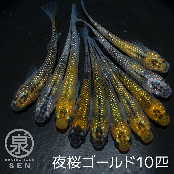 P5倍高級エサをプレゼント中 夜桜ゴールド 成魚 10匹 送料無料 卵 水槽 メダカ生体 めだか生体 めだか メダカ 生体 ラメ 販売 観賞魚 初心者  品種 種類 セット 人気 ビオトープ 水草 えさ 容器 ラメメダカ 往復送料無料