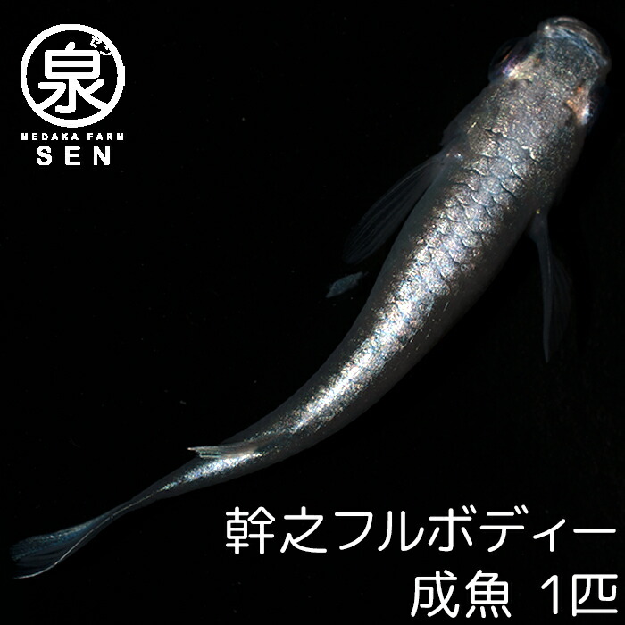 P5倍 メダカ 天鵞絨 ビオトープ 生体 種類 めだか生体 めだか 水草 送料無料 セット ラメメダカ 水槽 観賞魚 20匹 人気 容器 ビロード  メダカ生体 品種 初心者 えさ 成魚 販売 ラメ 卵