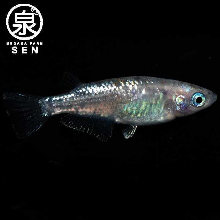 白ぶちラメ体外光