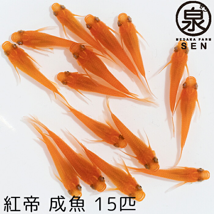 最大48 Offクーポン メダカ 生体 月華 稚魚 15匹 送料無料 E めだか めだか生体 メダカ生体 種類 水槽 卵 水草 人気 飼育 容器 Shipsctc Org