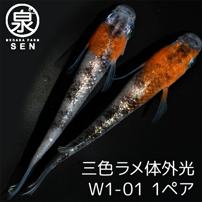 いますが 高級エサをプレゼント中 P5倍 メダカ 紅灯 成魚 15匹 送料無料 卵 水槽 メダカ生体 めだか生体 めだか メダカ 生体 ラメ 販売  観賞魚 初心者 品種 種類 セット 人気 ビオトープ 水草 えさ 容器 のでご - shineray.com.br