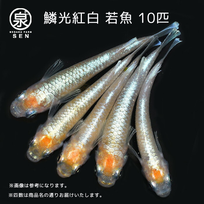 高級エサをプレゼント中 P3倍 メダカ 鱗光紅白 若魚 10匹 送料無料 卵 水槽 メダカ生体 めだか生体 めだか 生体 ラメ 販売 観賞魚 初心者 品種 種類 セット 人気 ビオトープ 水草 えさ 容器 ラメメダカ Sale 72 Off