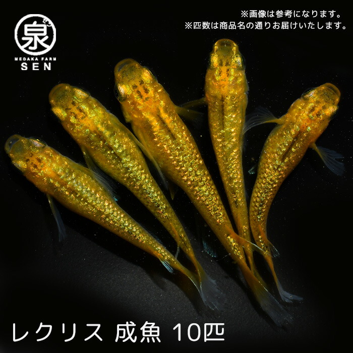 売れ筋がひ贈り物！ 高級エサをプレゼント中 P5倍 メダカ レクリス 成魚 10匹 送料無料 卵 水槽 メダカ生体 めだか生体 めだか 生体 ラメ  販売 観賞魚 初心者 品種 種類 セット 人気 ビオトープ 水草 えさ 容器 ラメメダカ fucoa.cl